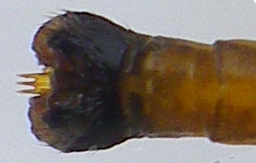 Cylindrotoma distinctissima